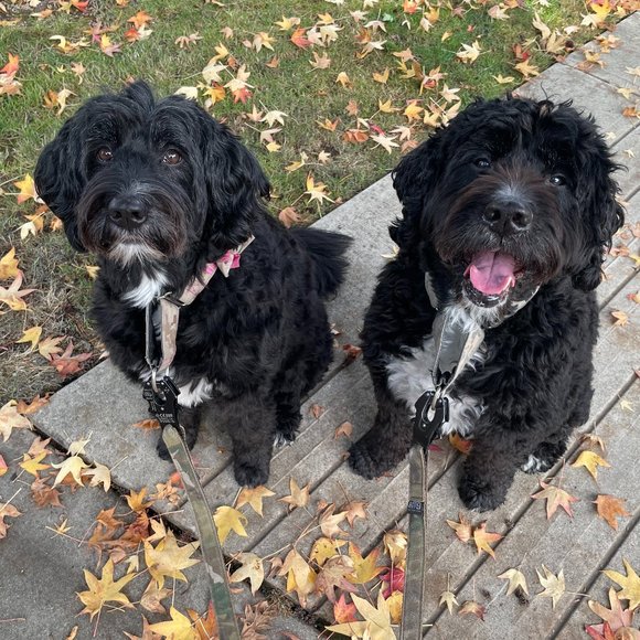 Meet your Posher, Janet - Picture 1 of 1